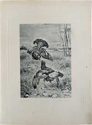 Неизвестный художник (Фон Рет). Бой тетеревов